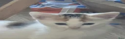 Domestic Shorthair cats for sale: Kittens looking for lovely new home. - Advert 20