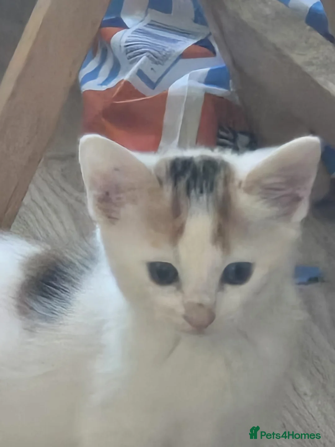 Domestic Shorthair cats for sale: Kittens looking for lovely new home. - Advert 20