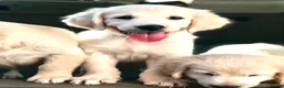 Golden Retriever dogs for sale: Championship lines puppies-ready now - Advert 11