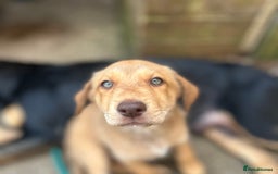 Mixed Breed dogs for sale: puppy for sale Rottweiler/German Shepherd mixed - Image 1