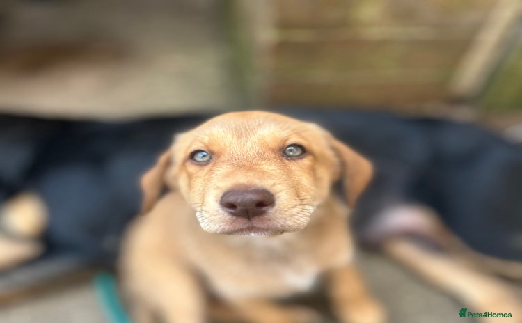 Mixed Breed dogs - Advert 11