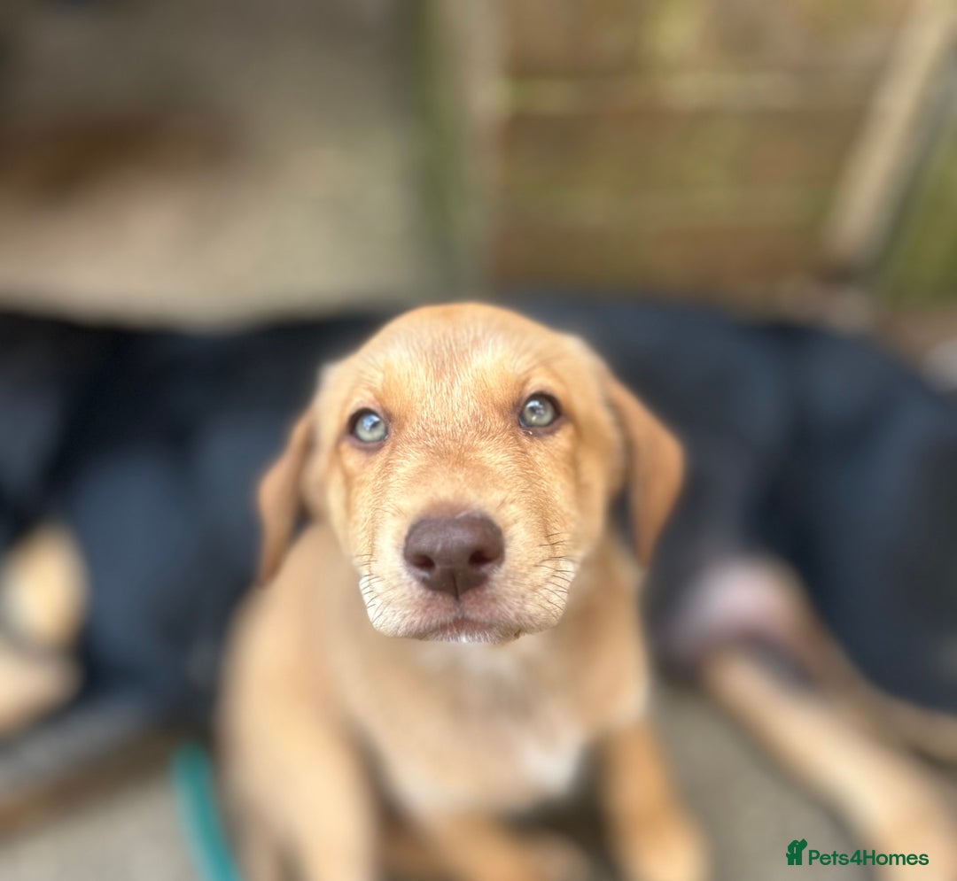 Mixed Breed dogs for sale: puppy for sale Rottweiler/German Shepherd mixed - Image 1