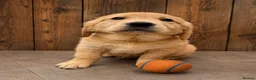 Golden Retriever dogs for sale: KC Registered Golden Retrievers  in Taunton - Advert 8