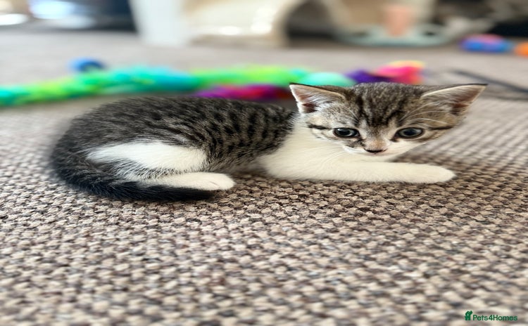 Mixed Breed cats - Advert 1