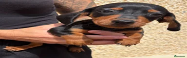 Miniature Dachshund Puppy 1