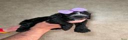 Cockapoo dogs for sale: 🐾❤️🐕‍🦺Cockapoo F1B ready to go 🐕‍🦺❤️🐾 - Advert 2