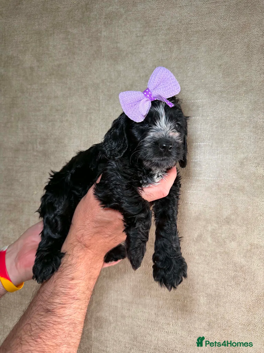 Cockapoo dogs for sale: 🐾❤️🐕‍🦺Cockapoo F1B ready to go 🐕‍🦺❤️🐾 - Advert 2