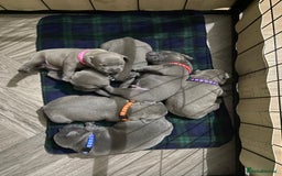 Staffordshire Bull Terrier dogs for sale: solid blues - Image 30