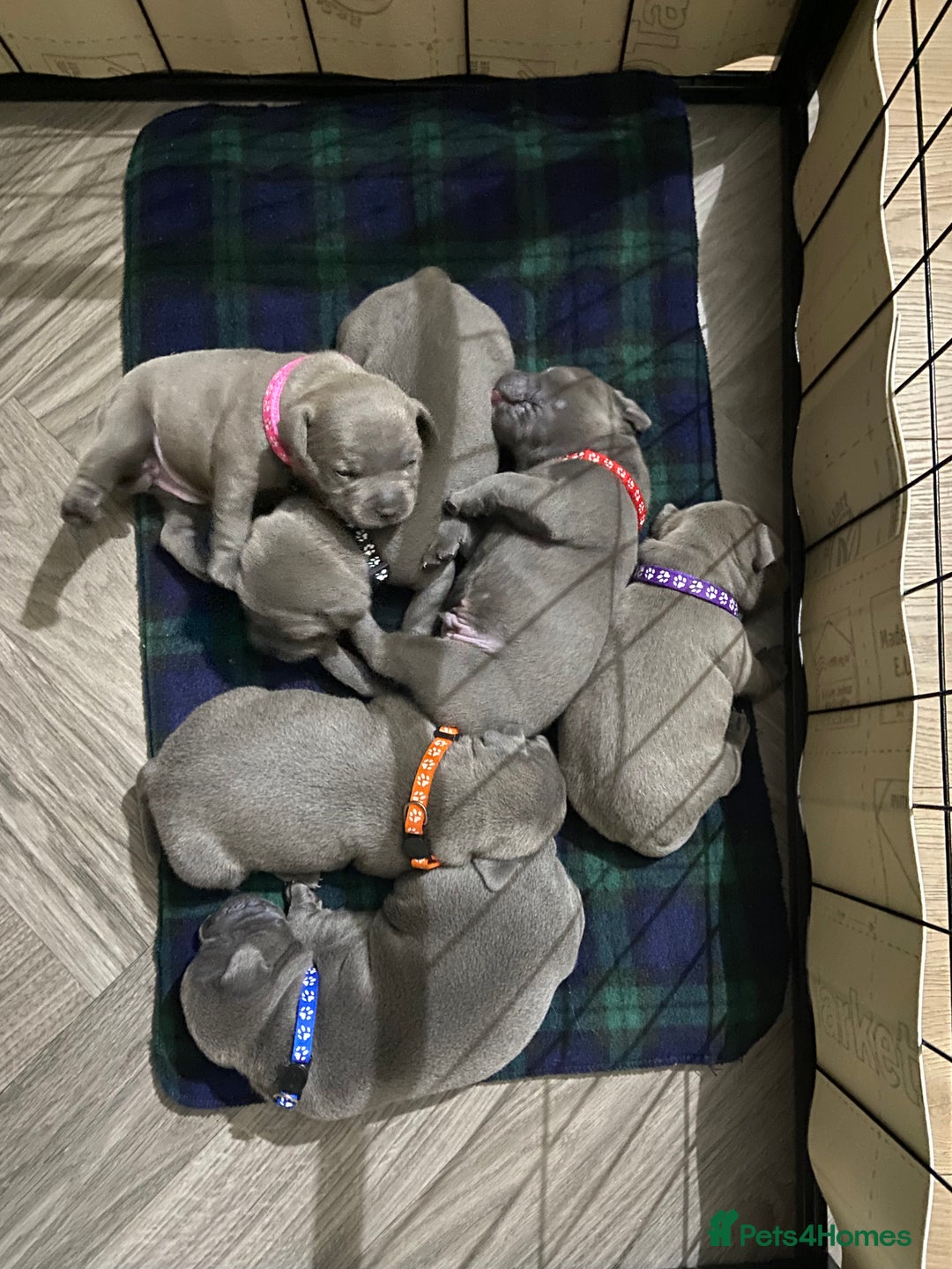 Staffordshire Bull Terrier dogs for sale: solid blues - Image 30