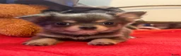 Chihuahua dogs for sale: Three beautiful chihuahuas in Northampton - Advert 8