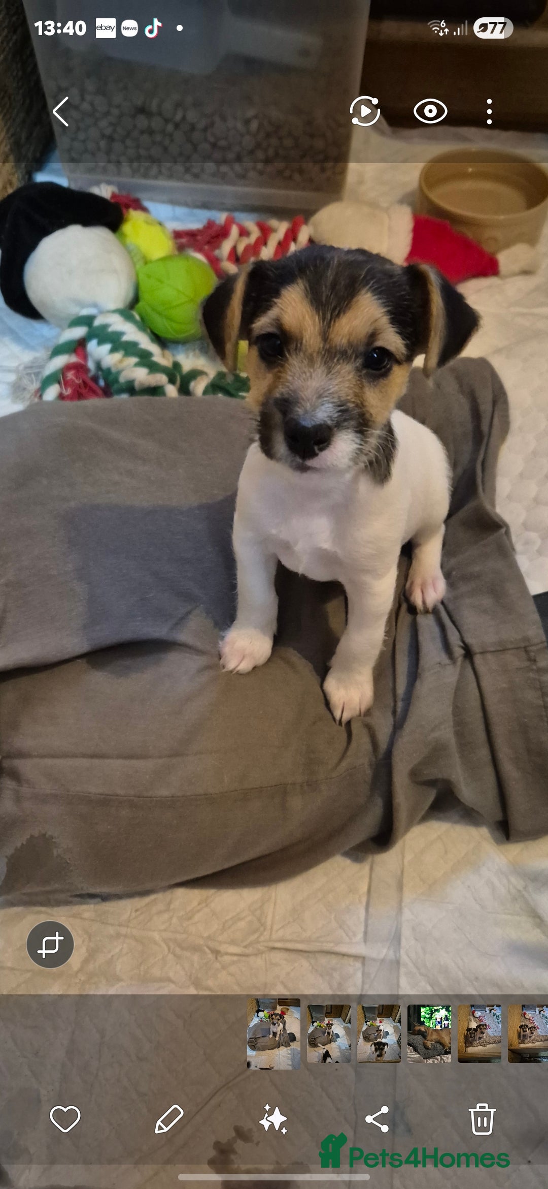 Jack Russell dogs Jack Russell boys ready now  **  - Advert 15
