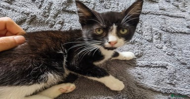 Mixed Breed cats - Advert 3