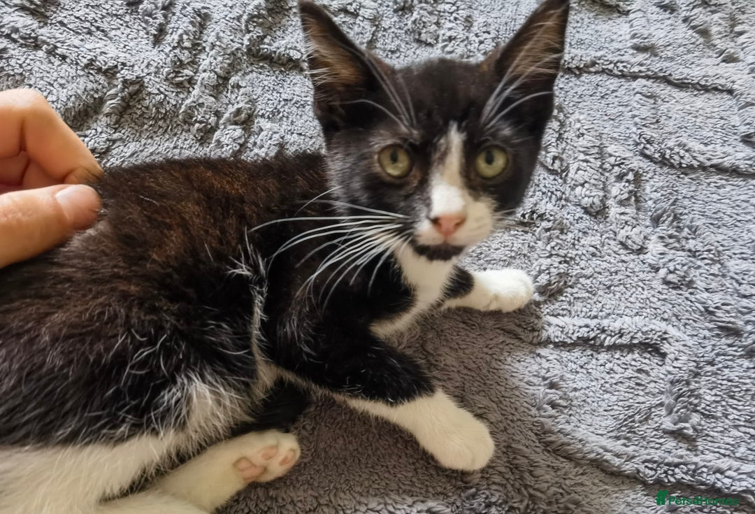 Mixed Breed cats for sale: playful lovely kittens grey torti black girls boys - Image 3