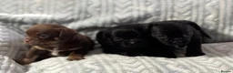 Mixed Breed dogs for sale: Imperial Shitzu cross - Advert 2