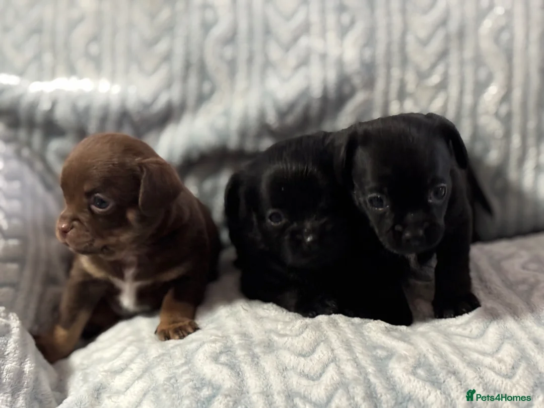 Mixed Breed dogs for sale: Imperial Shitzu cross - Advert 2