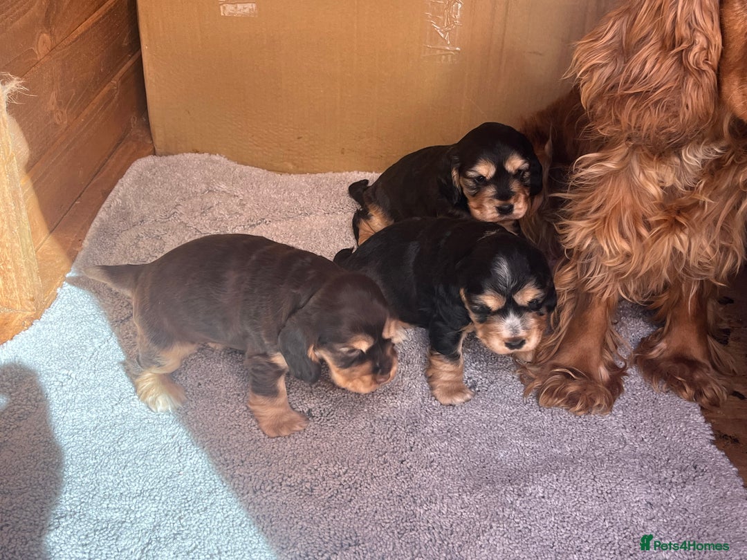 Cocker Spaniel dogs for sale: Show type cocker spaniel  - Image 12