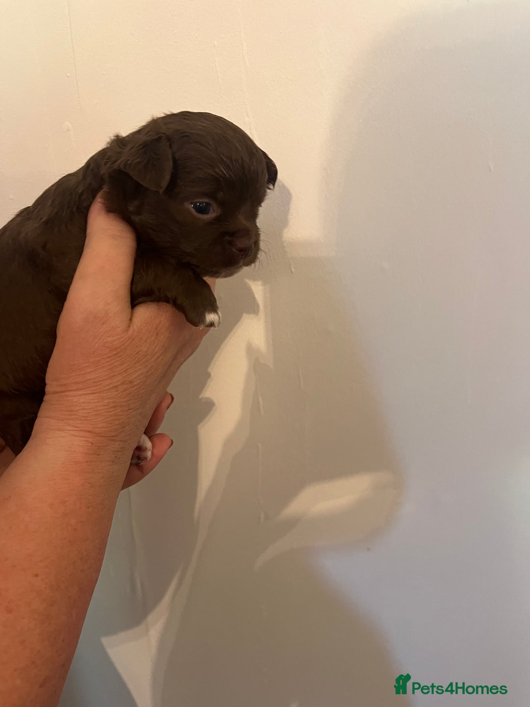 Chihuahua dogs for sale: Rare chocolate chihuahua puppies - Image 11