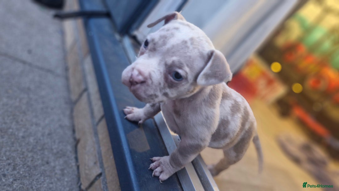 American Bully dogs for sale: Pocket bully bitch and male - Image 8