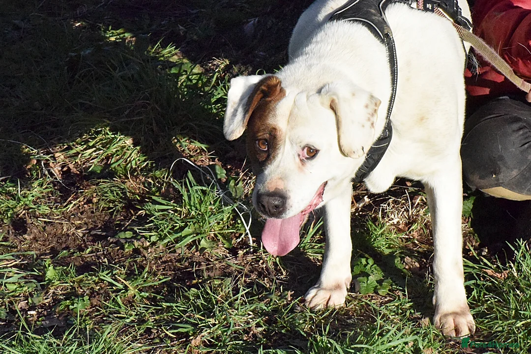 Mixed Breed dogs for adoption: Pirata - Advert 12