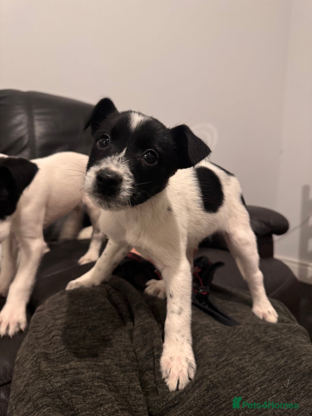 Mixed Breed dogs for sale: Ready to go!! Collie x Jack russell - Advert 6