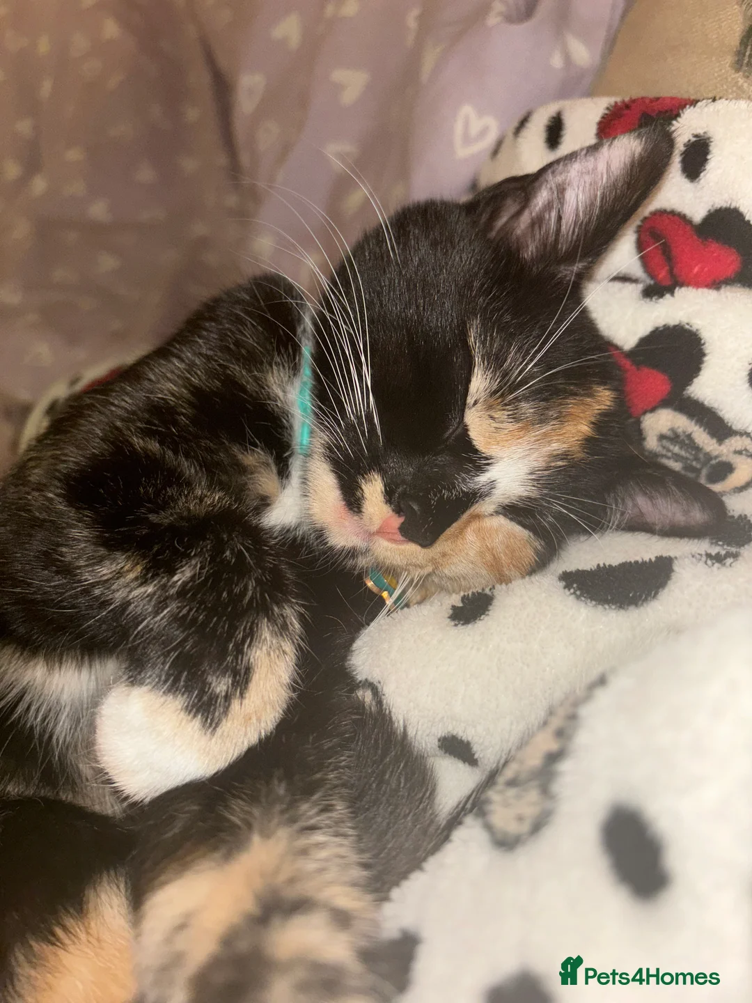 Mixed Breed cats for sale: 2 year old female cat for rehome - Advert 6