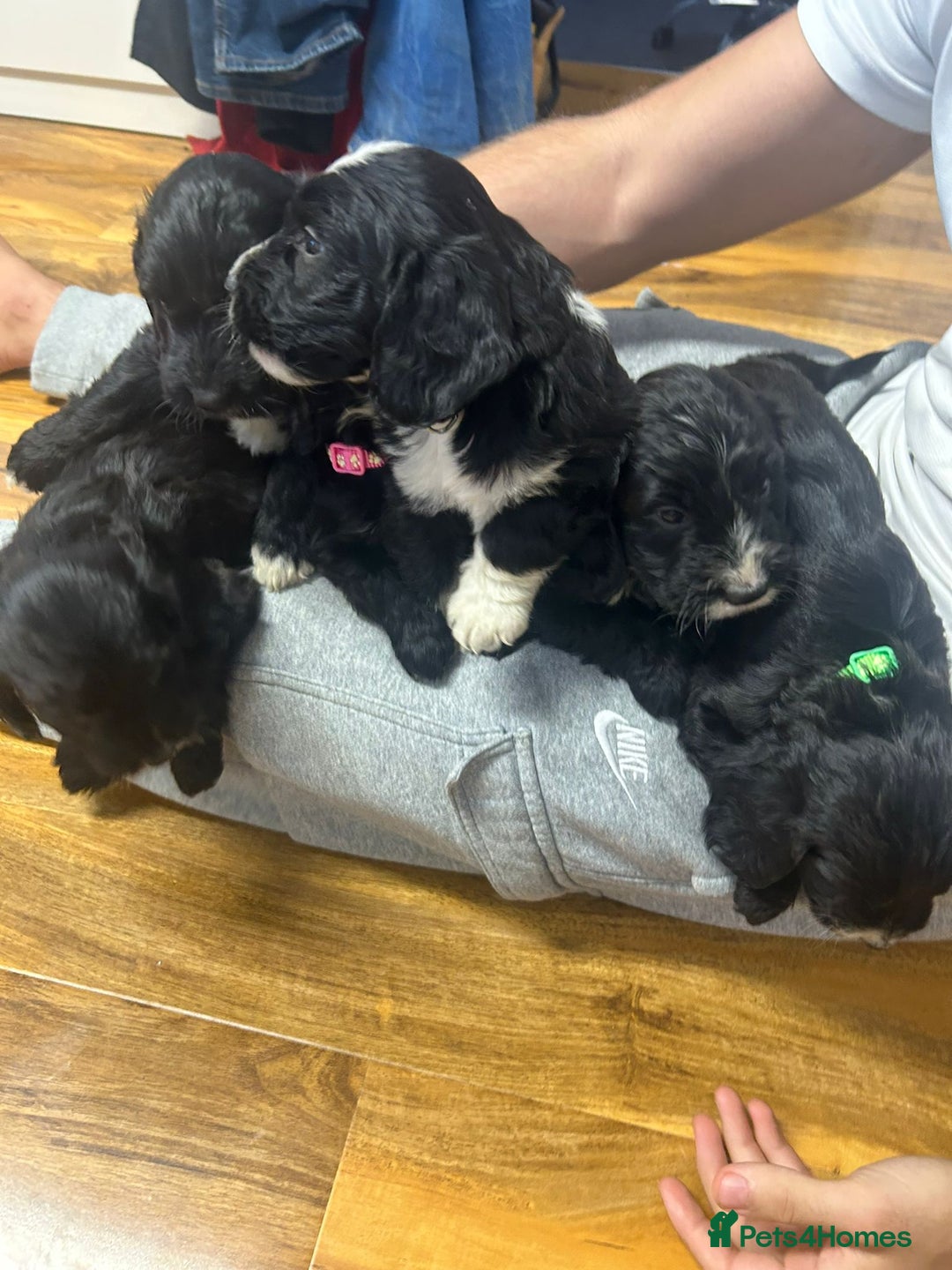 Cockapoo dogs for sale: Super cute spaniel x miniature poodle - Image 2