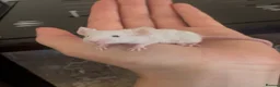 Mouse rodents for sale: Fancy Mice in Norwich - Advert 3