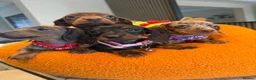 Miniature Dachshund dogs for sale: 🐾✨ GORGEOUS MINIATURE KC DACHSHUND PUPPIES ✨🐾 - Advert 7