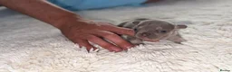 French Bulldog dogs for sale: 🩷Gorgeous litter of French bulldog puppies🩷  - Advert 11