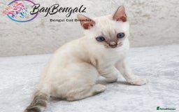 Bengal cats for sale: 1 Boy left, Bengal Snow kittens from RW TGC Sire - Image 13