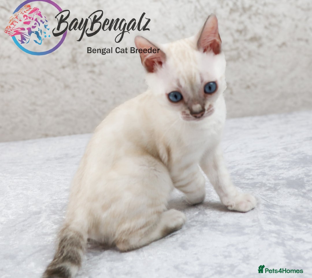Bengal cats for sale: 1 Boy left, Bengal Snow kittens from RW TGC Sire - Image 13
