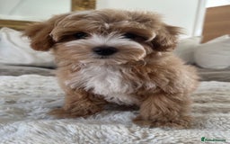 Maltipoo dogs for sale: **CHAMPION MALTIPOOS* HEALTH TESTED PARENTS** - Image 1