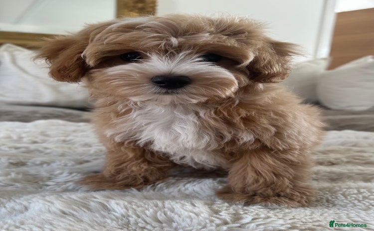 Maltipoo dogs - Advert 6