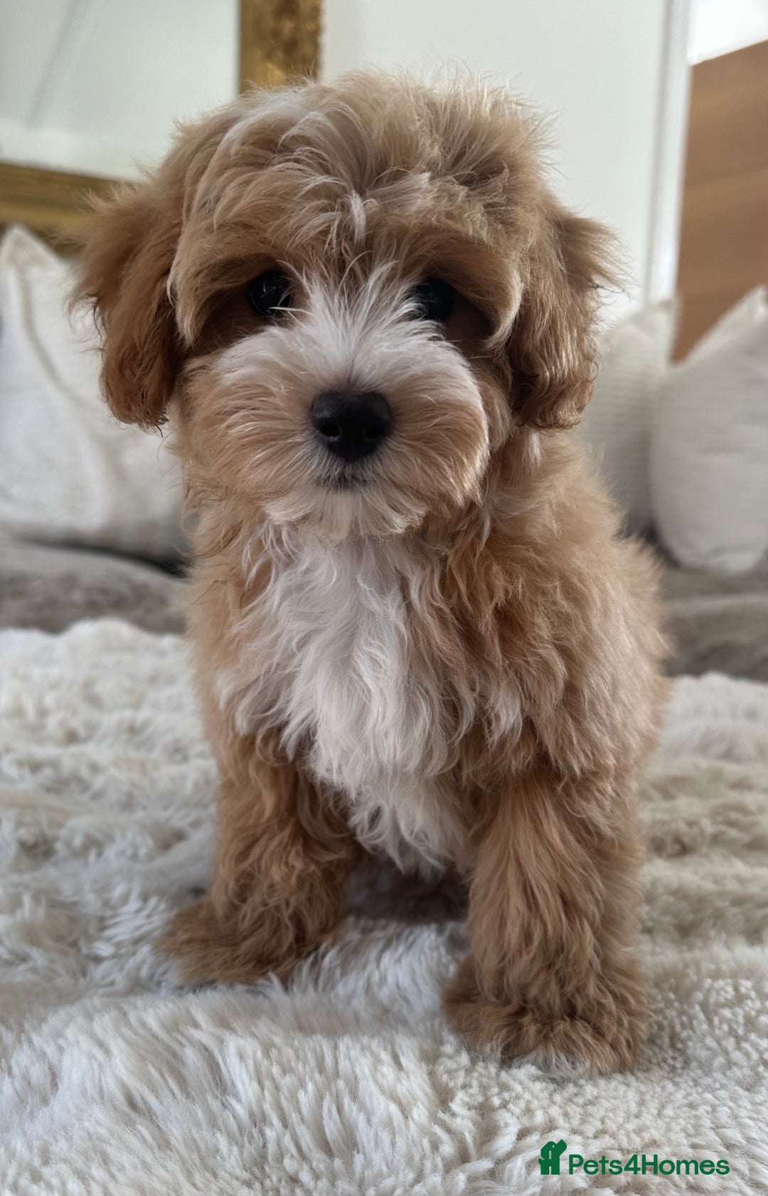 Maltipoo dogs for sale: **CHAMPION MALTIPOOS* HEALTH TESTED PARENTS** - Image 1