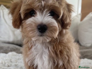 Maltipoo dogs - Advert 2