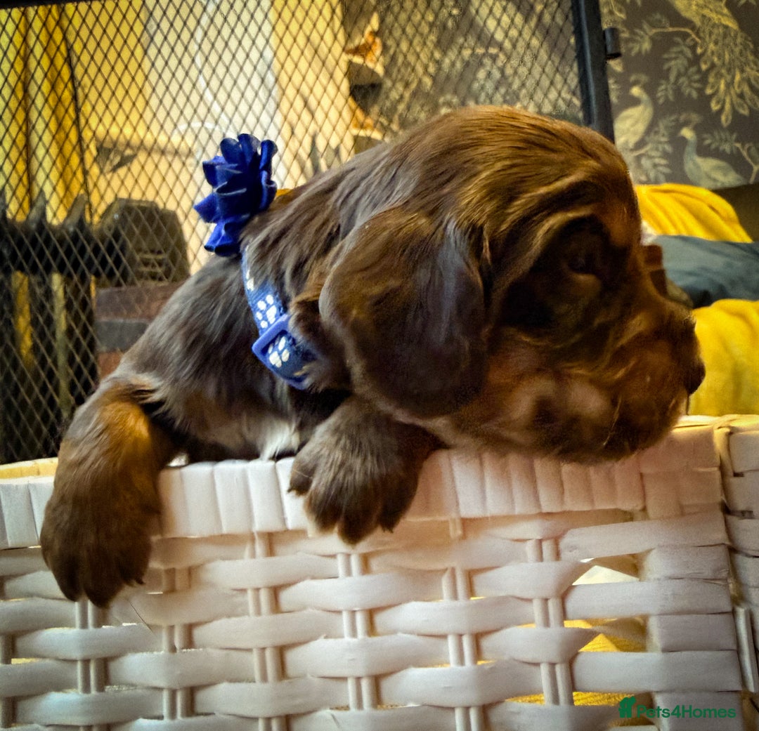 Cocker Spaniel dogs for sale: stunning chocolate and tri kc cocker spaniels - Advert 11