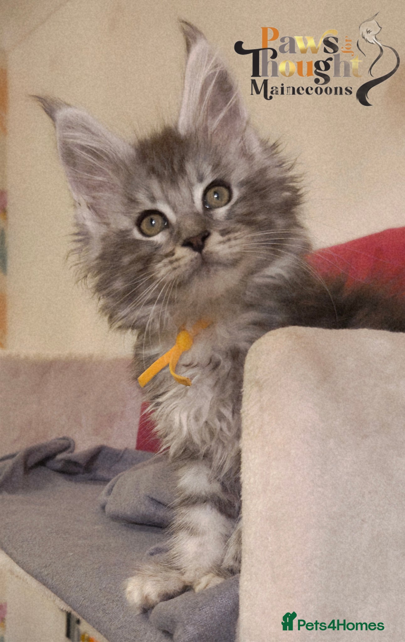 Maine Coon cats Outstanding Quality TICA reg Kittens - Advert 1