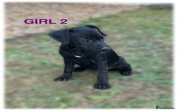 Patterdale Terrier dogs for sale: Patterdale terriers  - Image 8