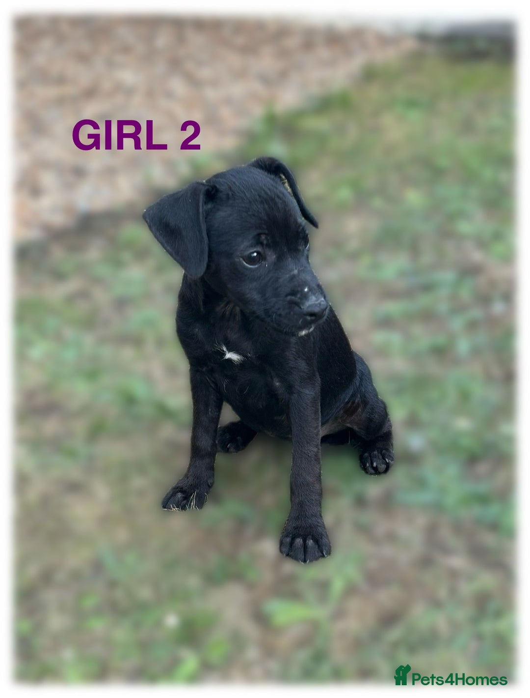 Patterdale Terrier dogs for sale: Patterdale terriers  - Image 8