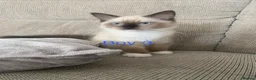 Ragdoll cats for sale: Ragdoll Kittens - Advert 2