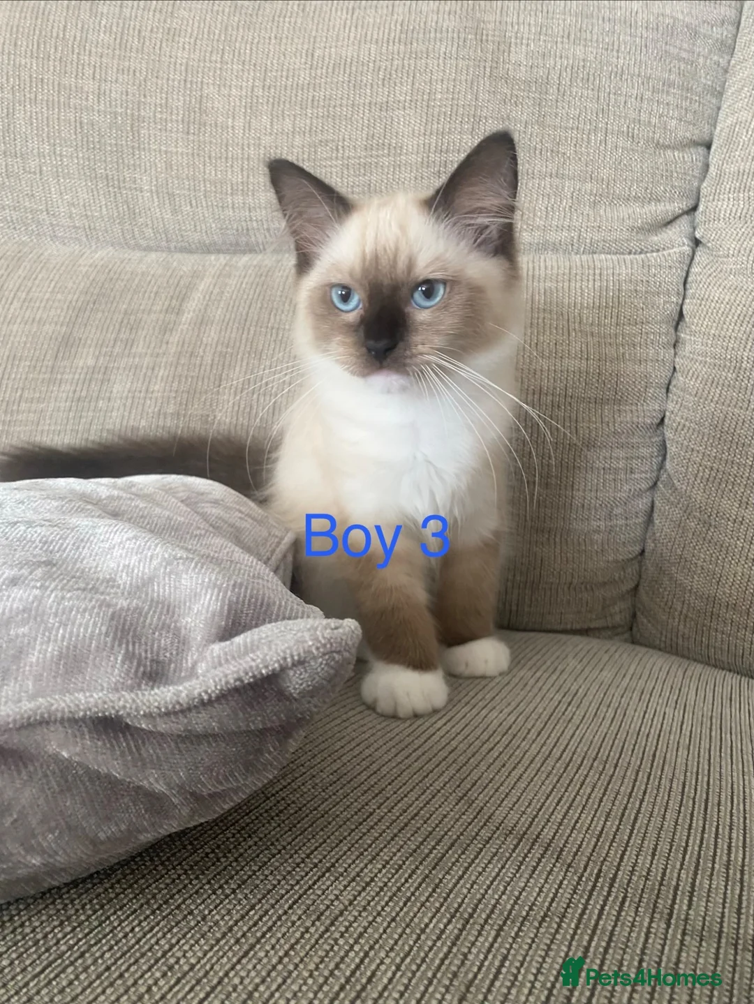 Ragdoll cats for sale: Ragdoll Kittens - Advert 2