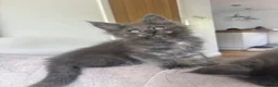 Maine Coon cats for sale: Maine Coon Kittens Russian & European Champ Lines  - Advert 28