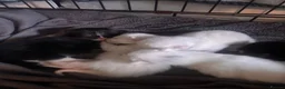 Mixed Breed cats for sale: 3 white kittens and 2black and white kittens  - Advert 9