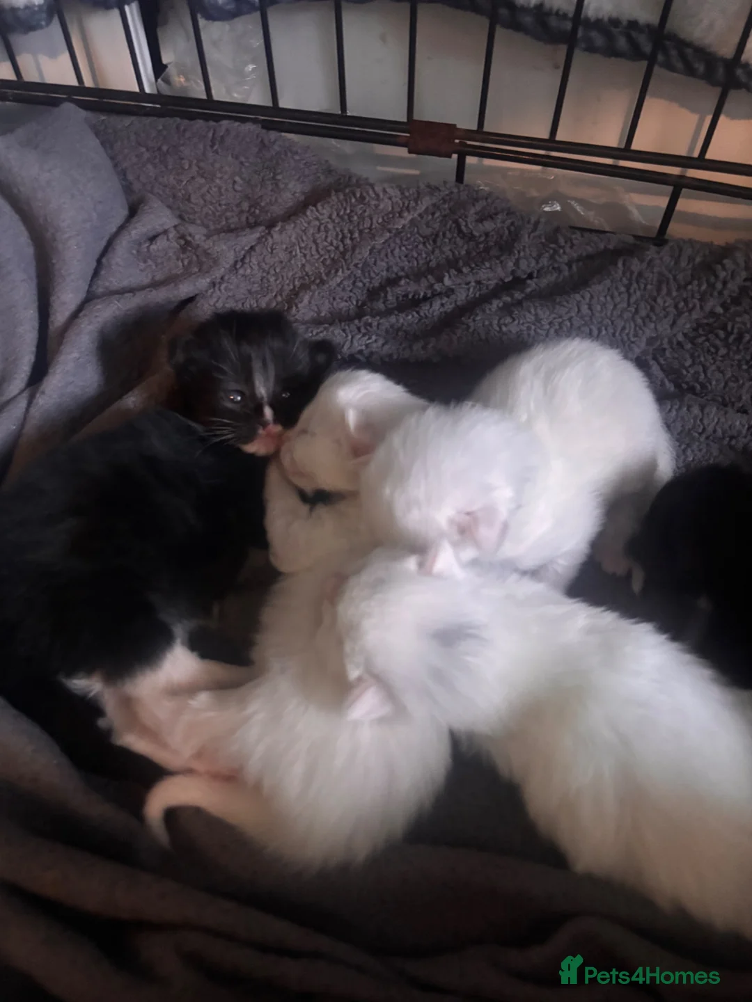 Mixed Breed cats for sale: 3 white kittens and 2black and white kittens  - Advert 9