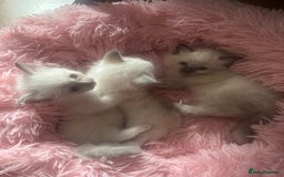 Ragdoll cats for sale: Ragdoll Kittens - Image 2