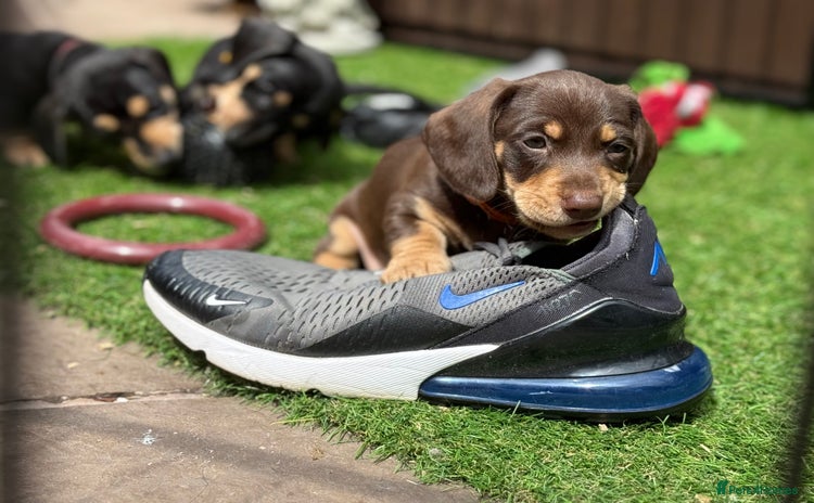 Dachshund dogs - Advert 2