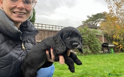 Cocker Spaniel dogs for sale:  4 Beautiful Cocker Spaniel Girls 🐶 - Image 9