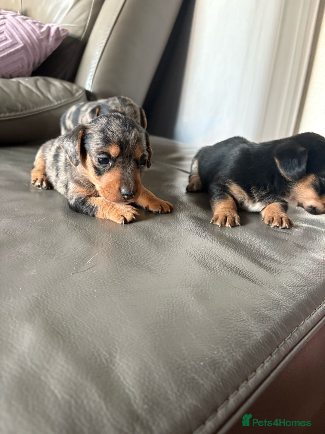 Mixed Breed dogs for sale: Jack Russel/miniature Datchound - Image 19