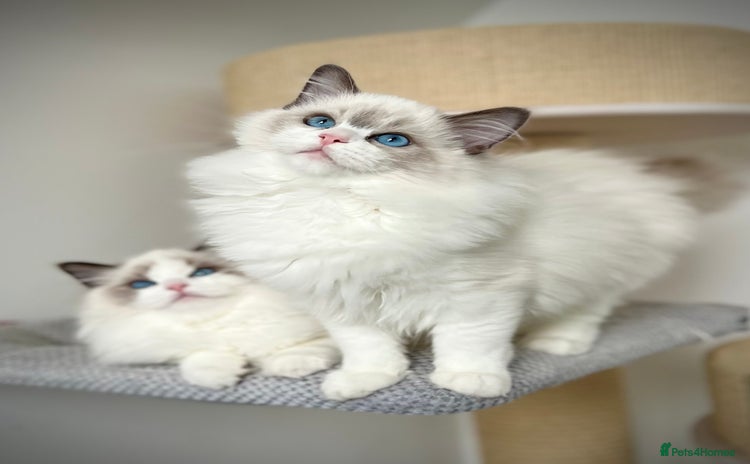 Ragdoll cats - Advert 15