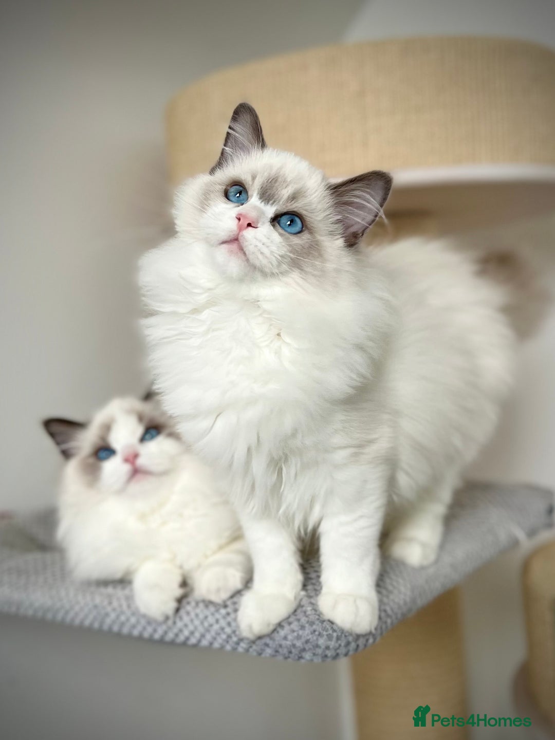 Blue british Ragdoll Kittens for sale Pets4Homes